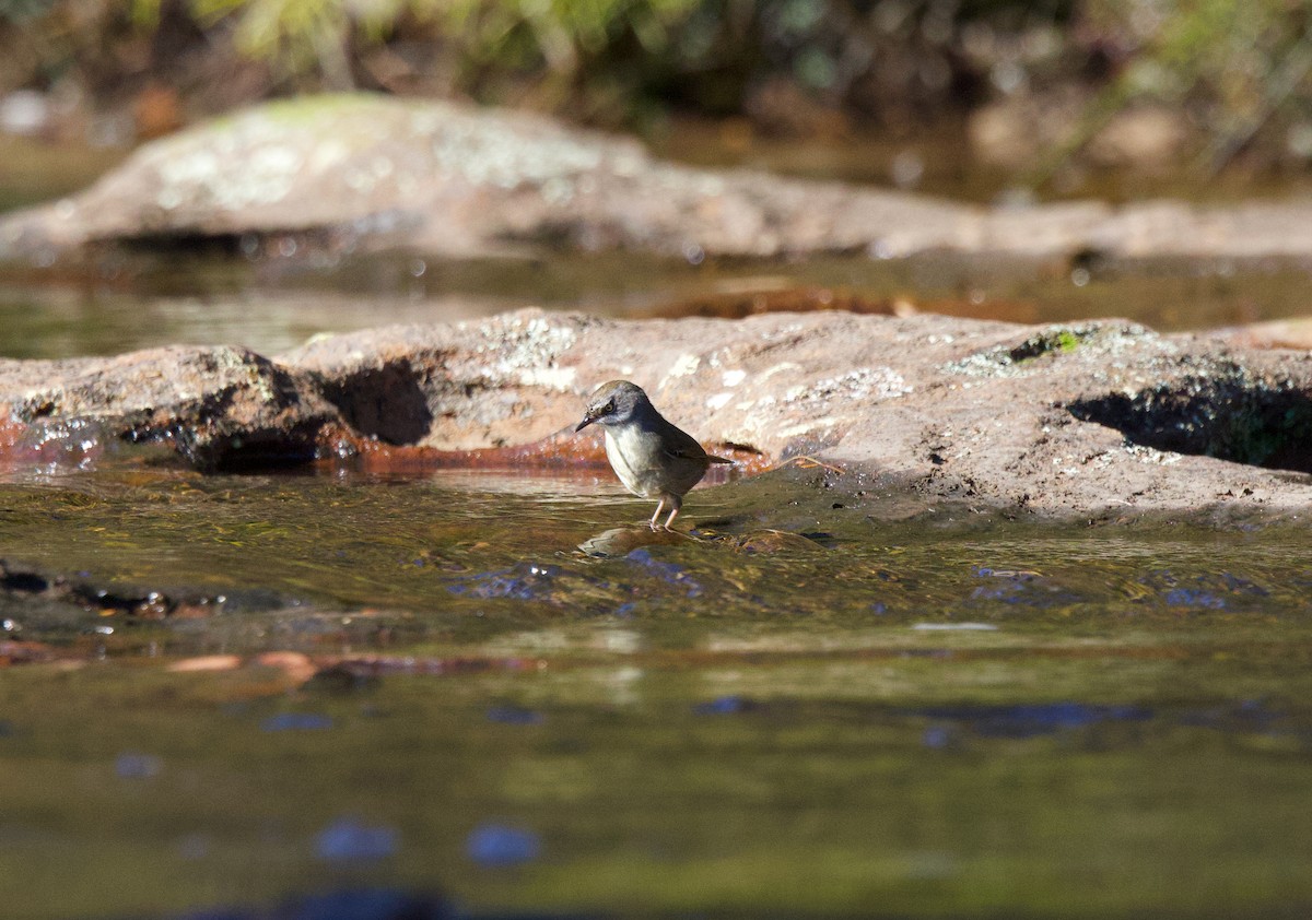 White-browed Scrubwren - ML620599235