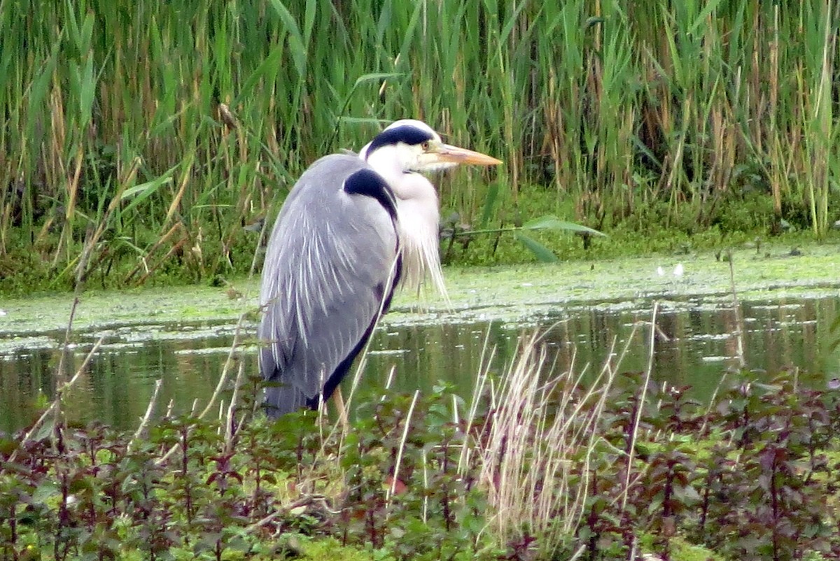 Gray Heron - ML620599242