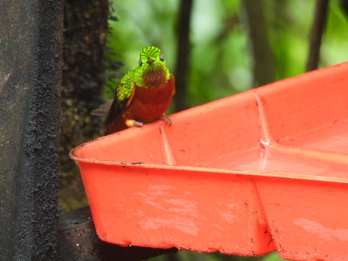 Chestnut-breasted Coronet - ML620599243