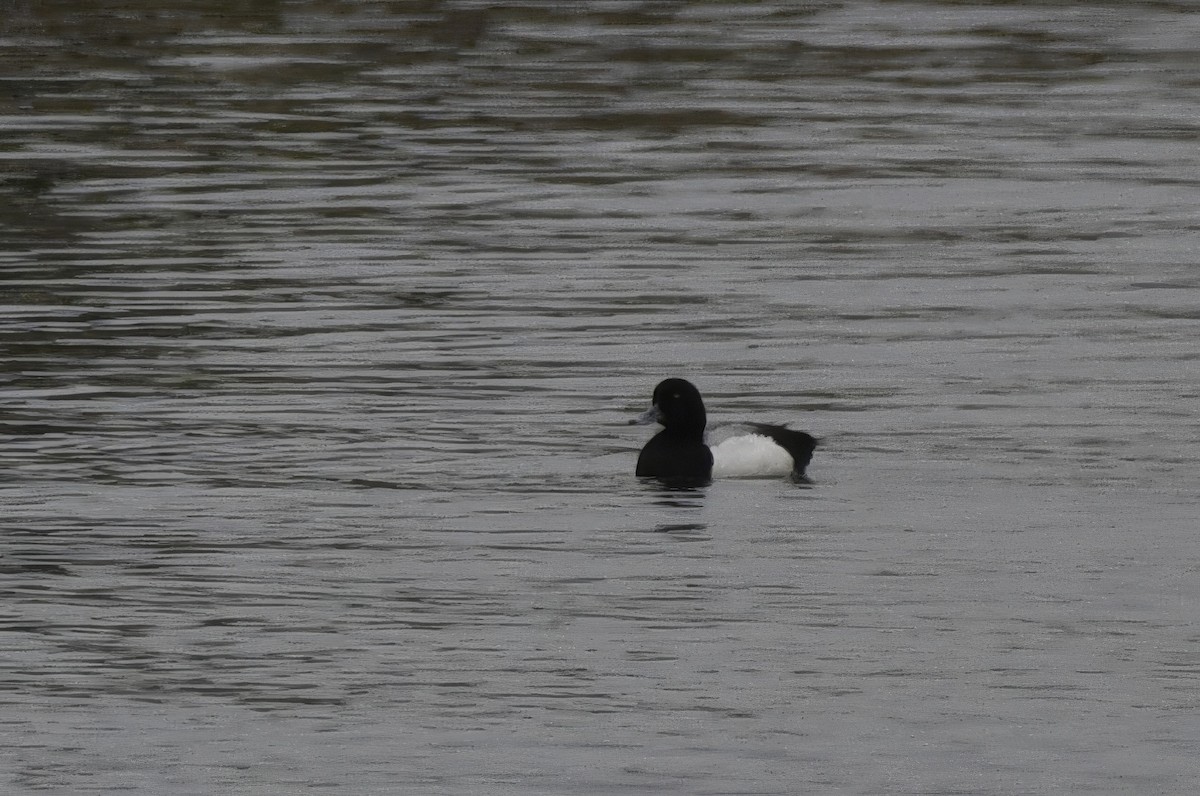 Greater Scaup - ML620599245