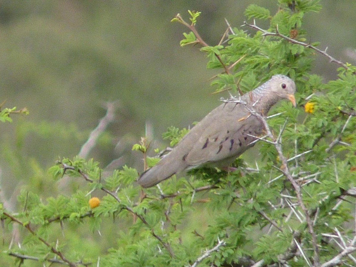 Common Ground Dove - ML620599247