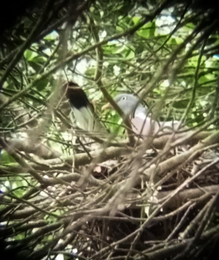 Common Wood-Pigeon - Laurent Pascual-Le Tallec