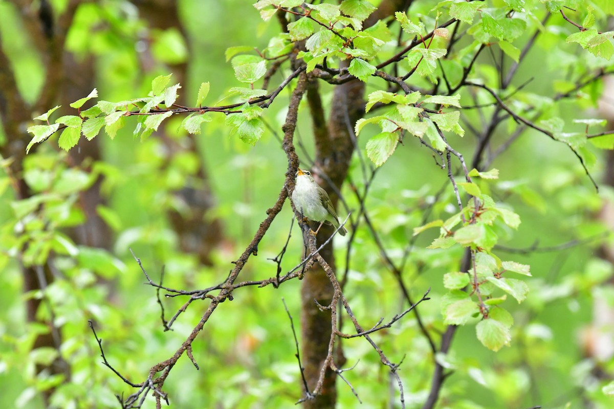 Arctic Warbler - Pascal Boulesteix