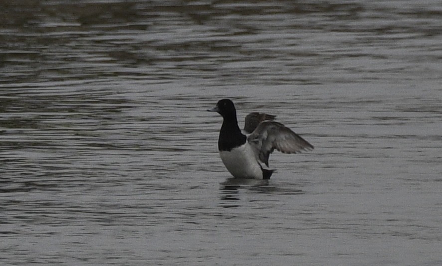 Greater Scaup - ML620599268