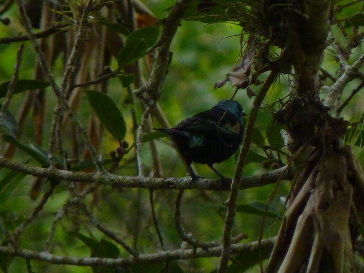 Blue-necked Tanager - ML620599281