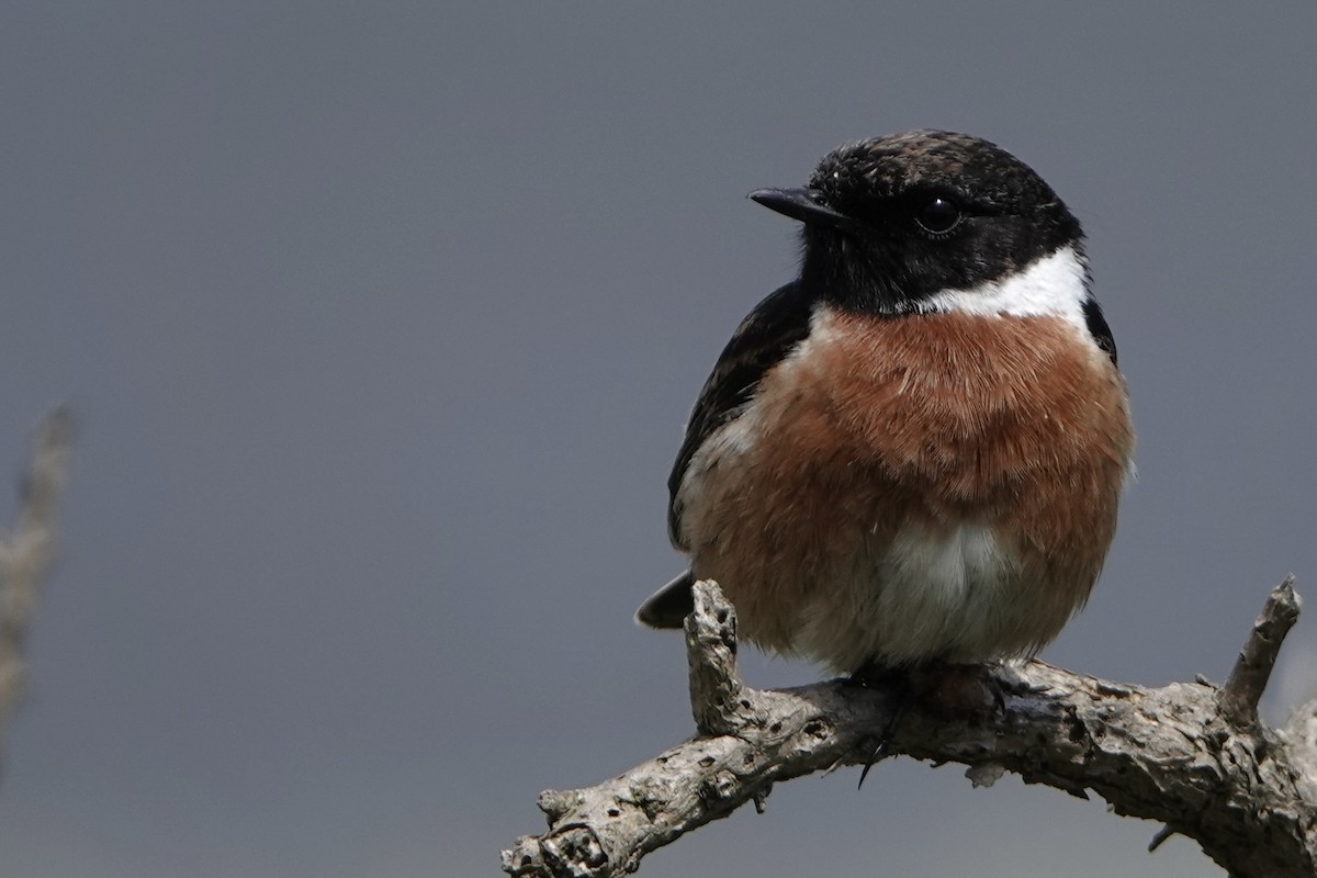 European Stonechat - ML620599284