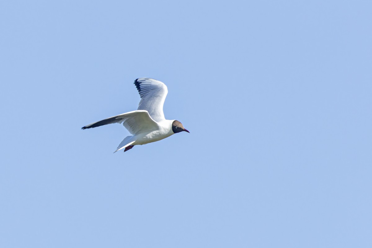 Mouette rieuse - ML620599298