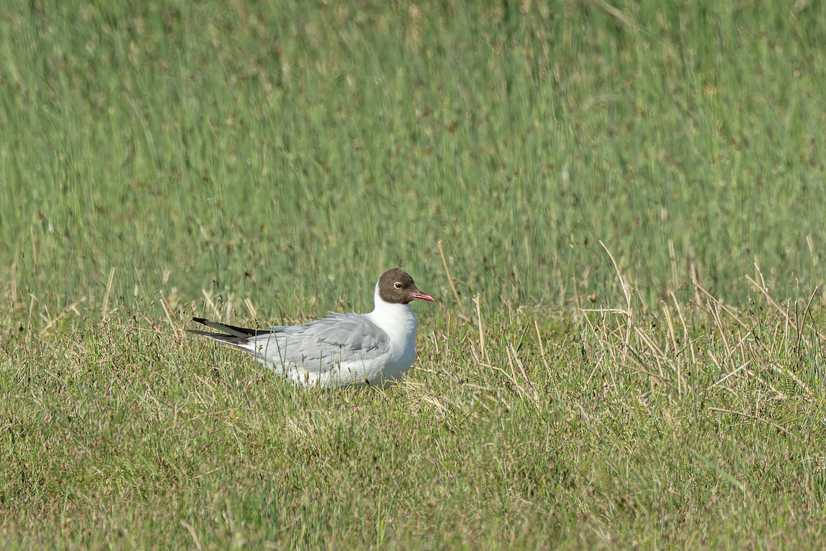 Black-headed Gull - ML620599299