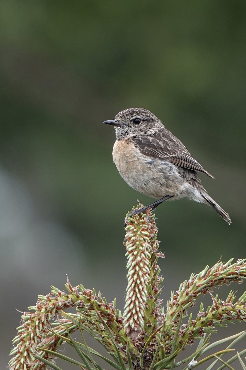 European Stonechat - ML620599308