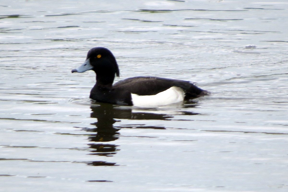 Tufted Duck - ML620599318