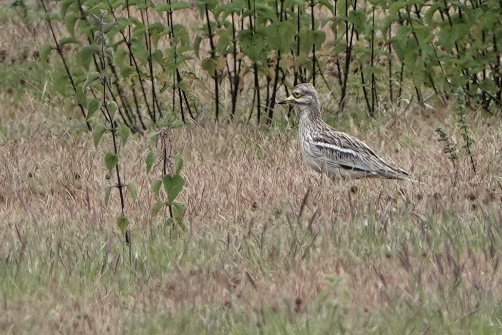 Eurasian Thick-knee - ML620599323