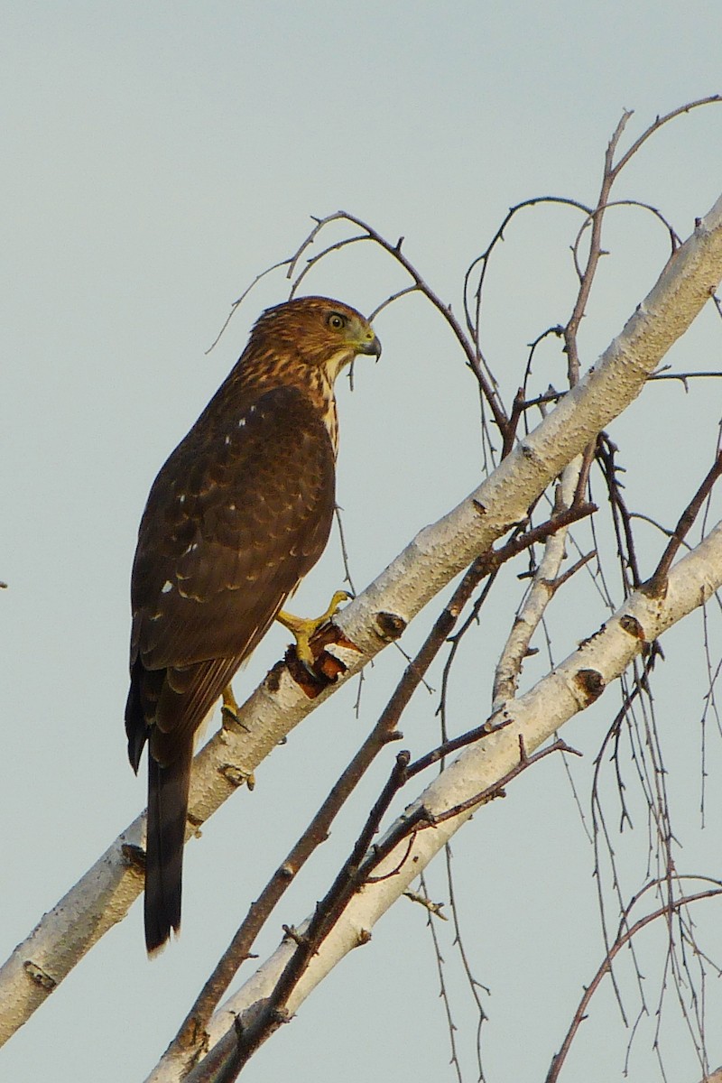 Cooper's Hawk - ML620599328