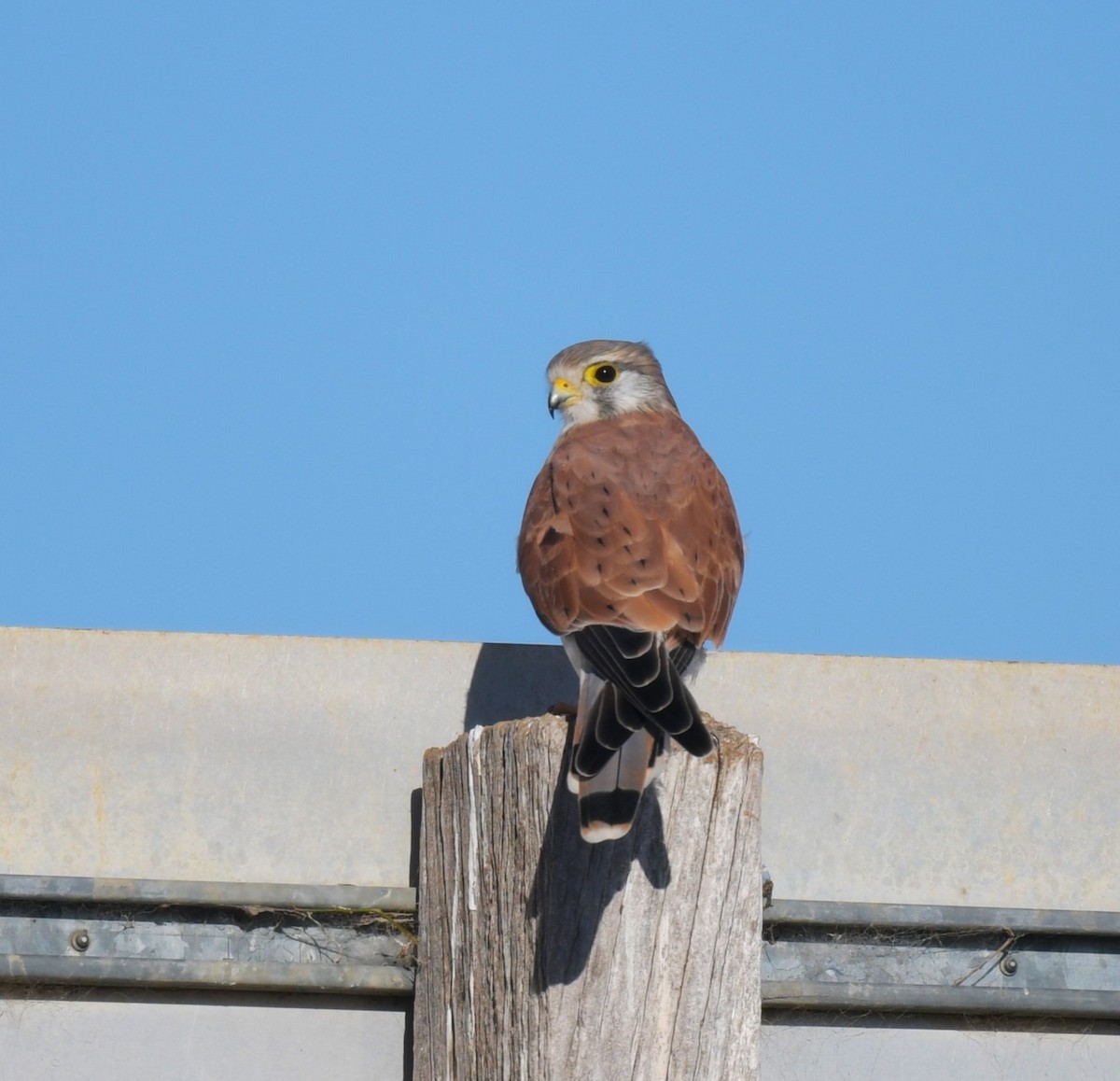 Nankeen Kestrel - ML620599334