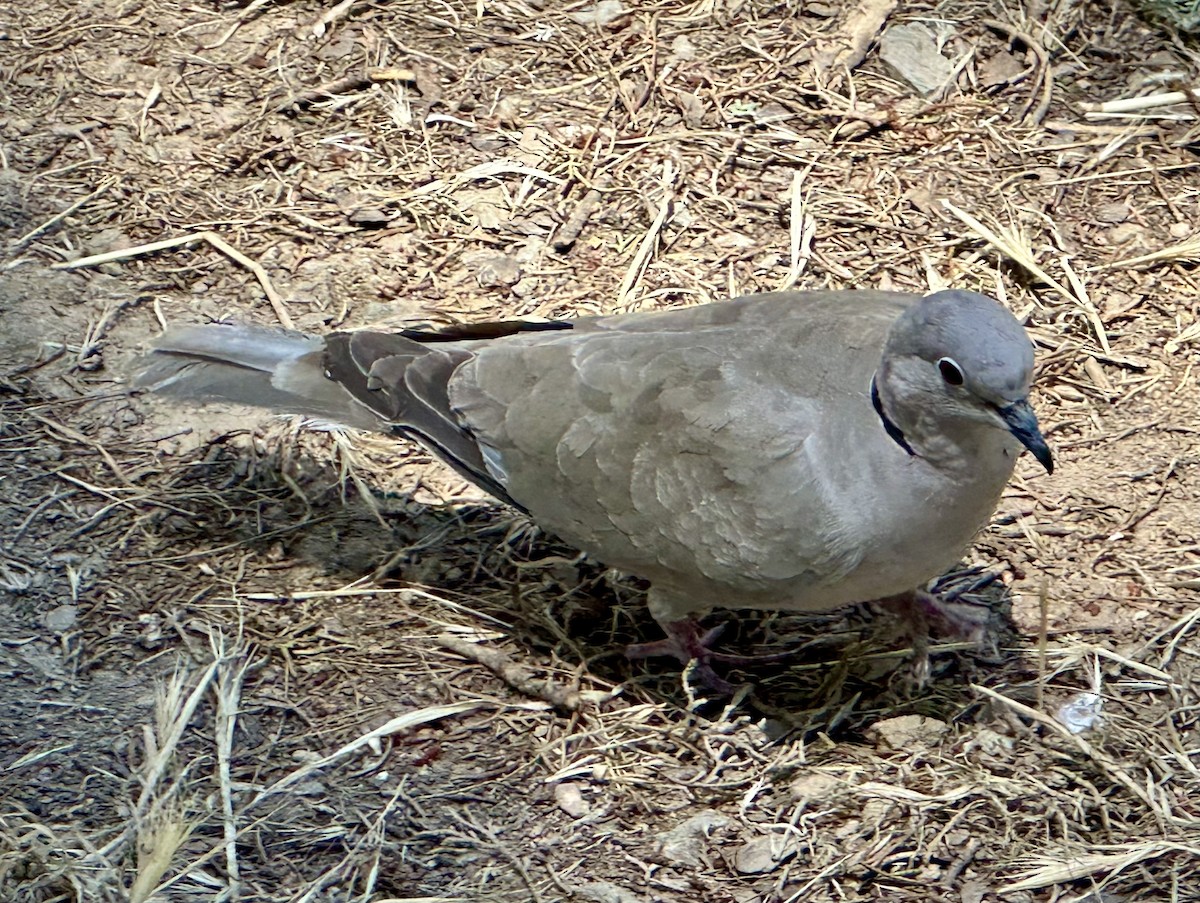 Eurasian Collared-Dove - ML620599336