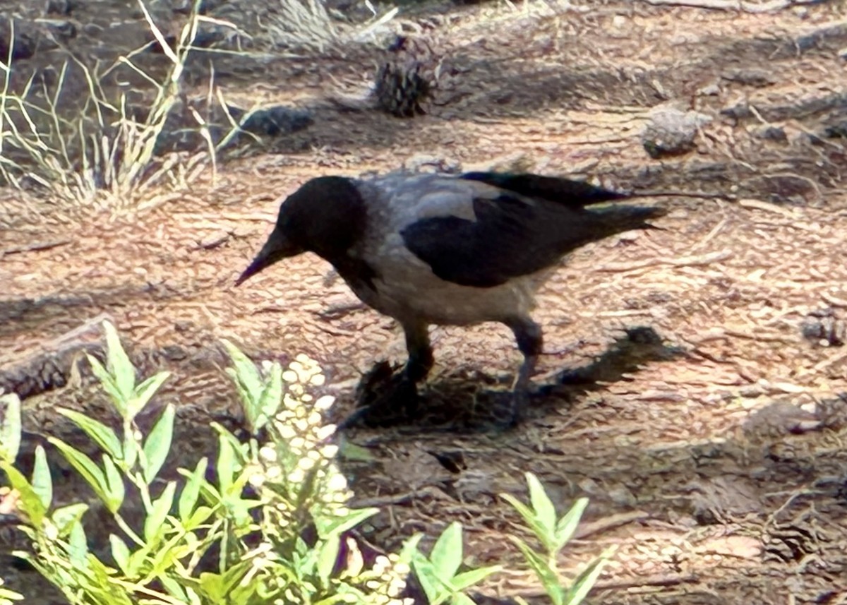 Hooded Crow - ML620599337