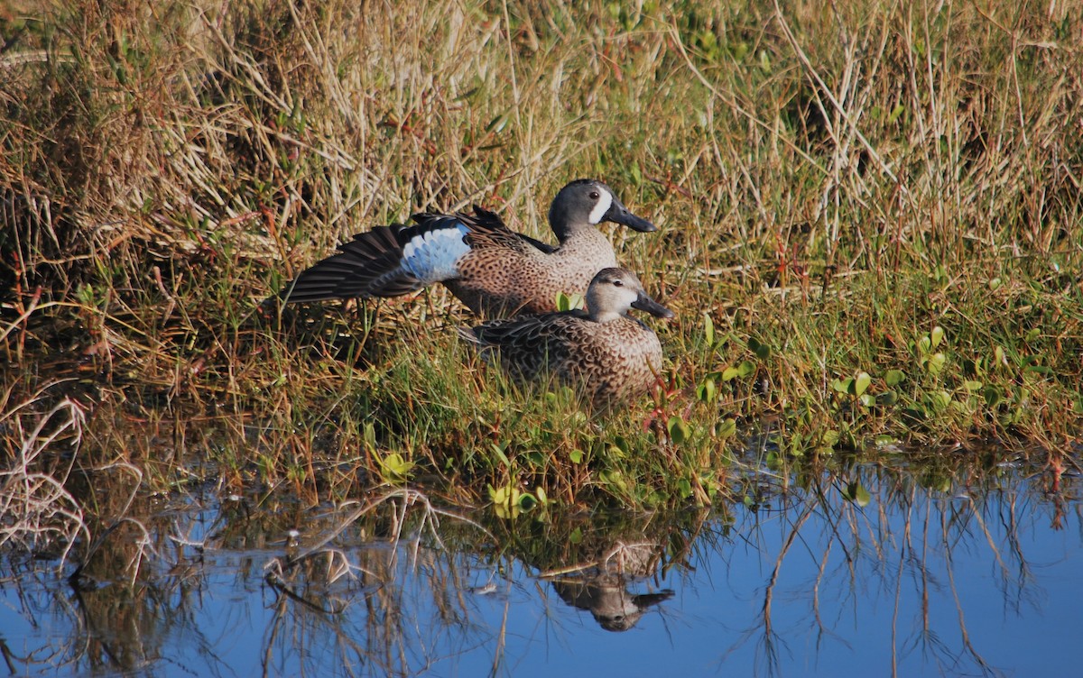 Blue-winged Teal - ML620599339