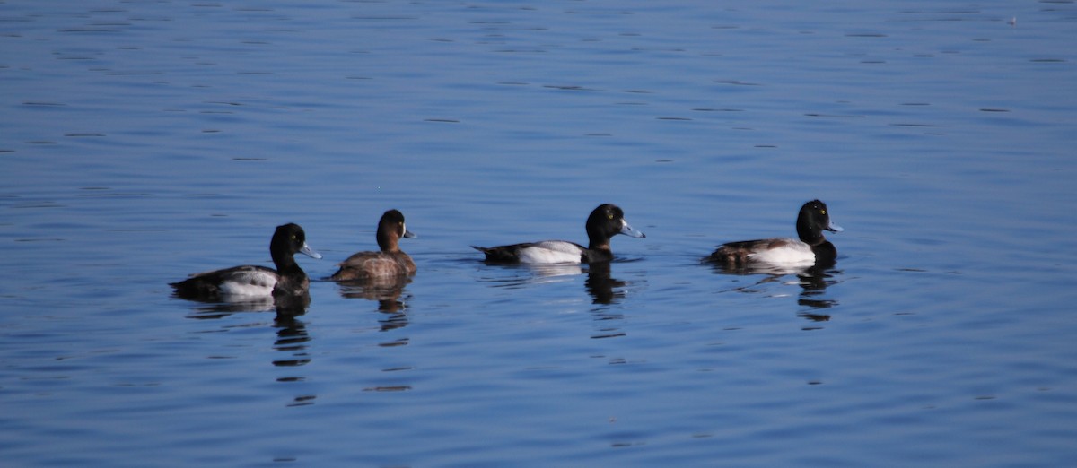Greater Scaup - ML620599343
