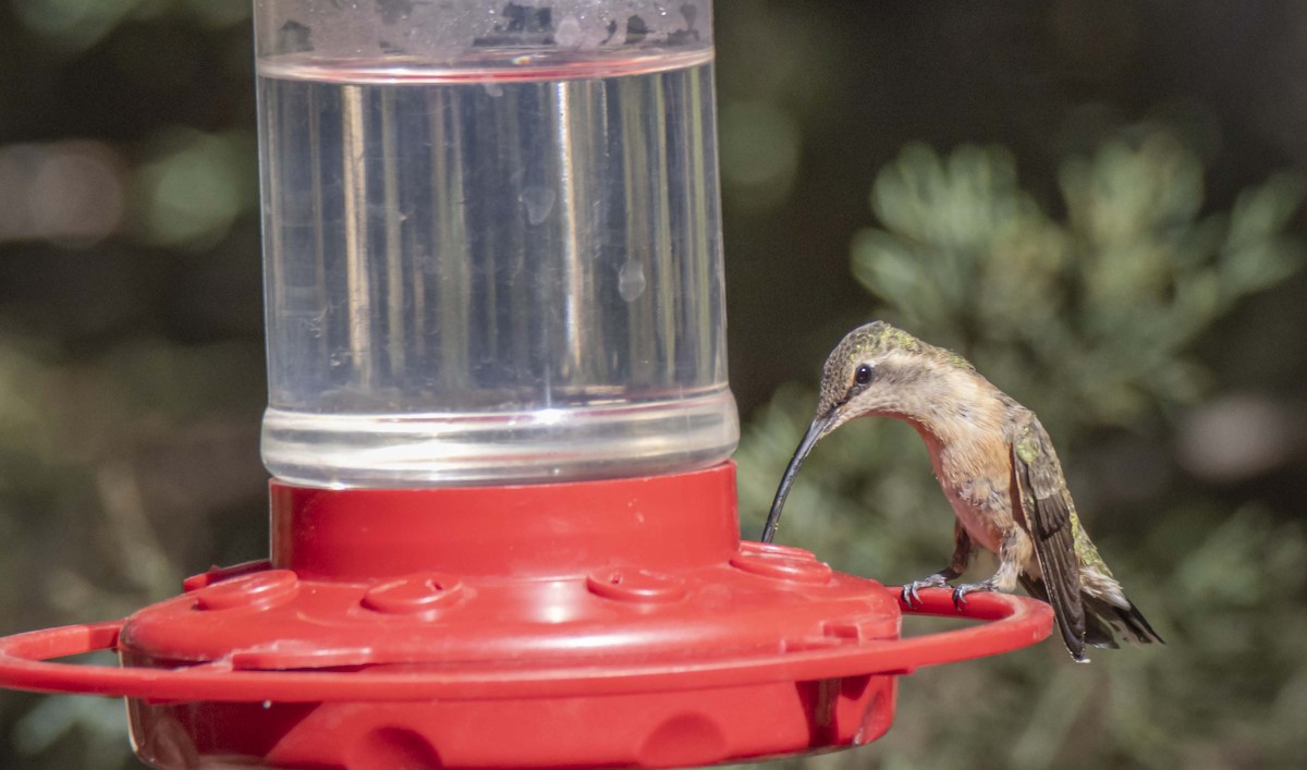 Lucifer Hummingbird - ML620599344