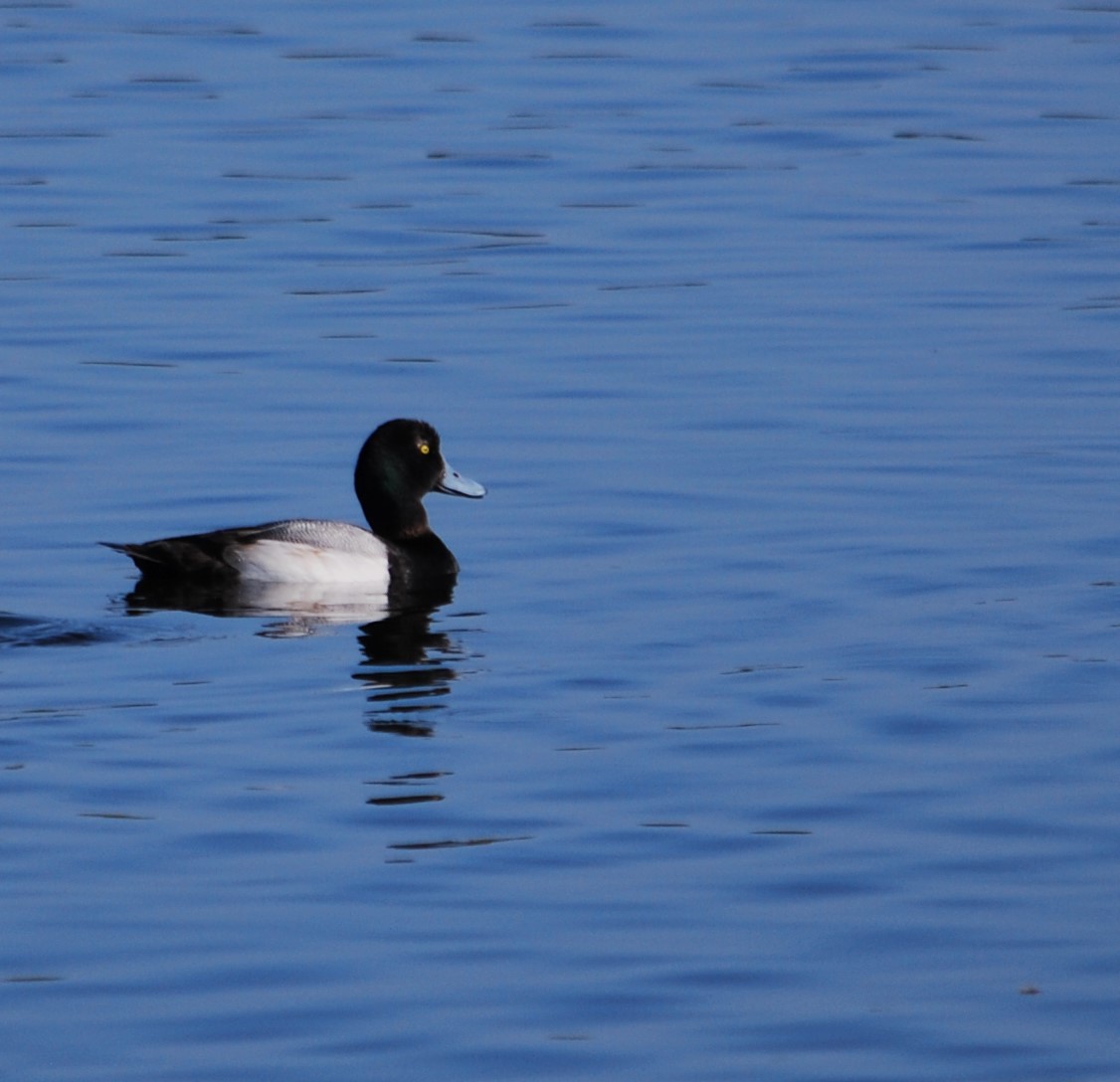 Greater Scaup - ML620599345