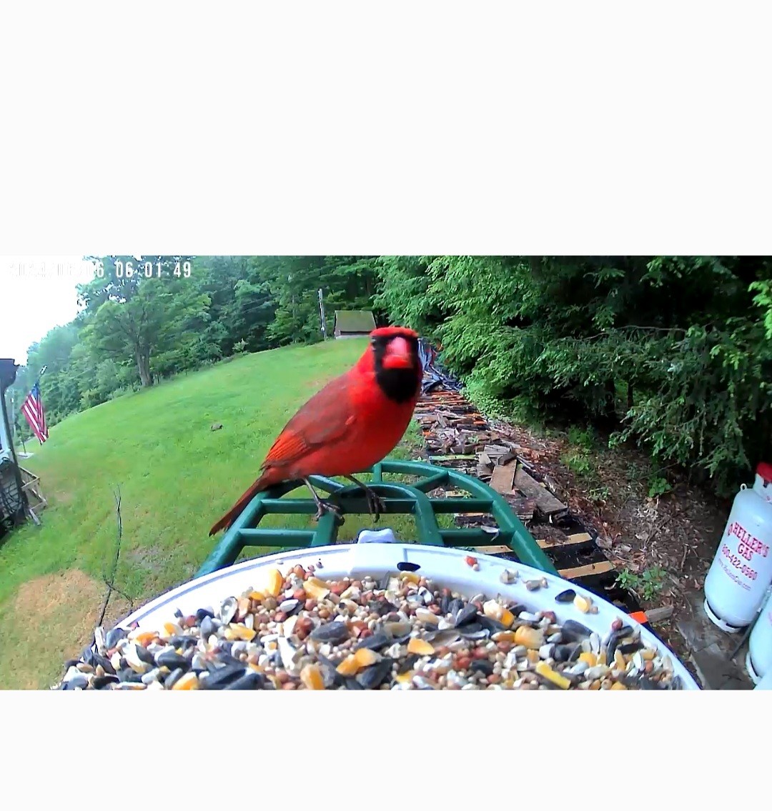 Northern Cardinal - ML620599352