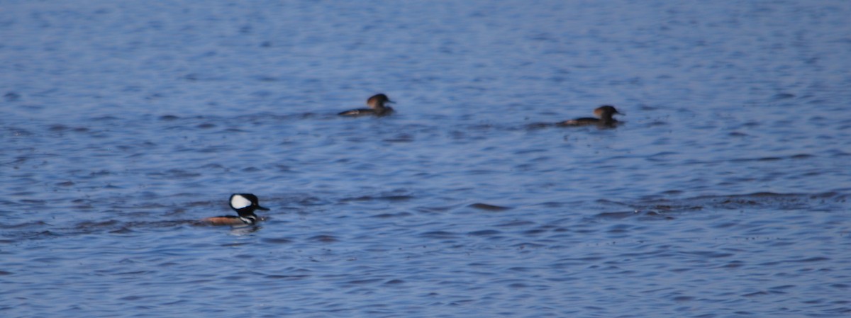 Hooded Merganser - ML620599368