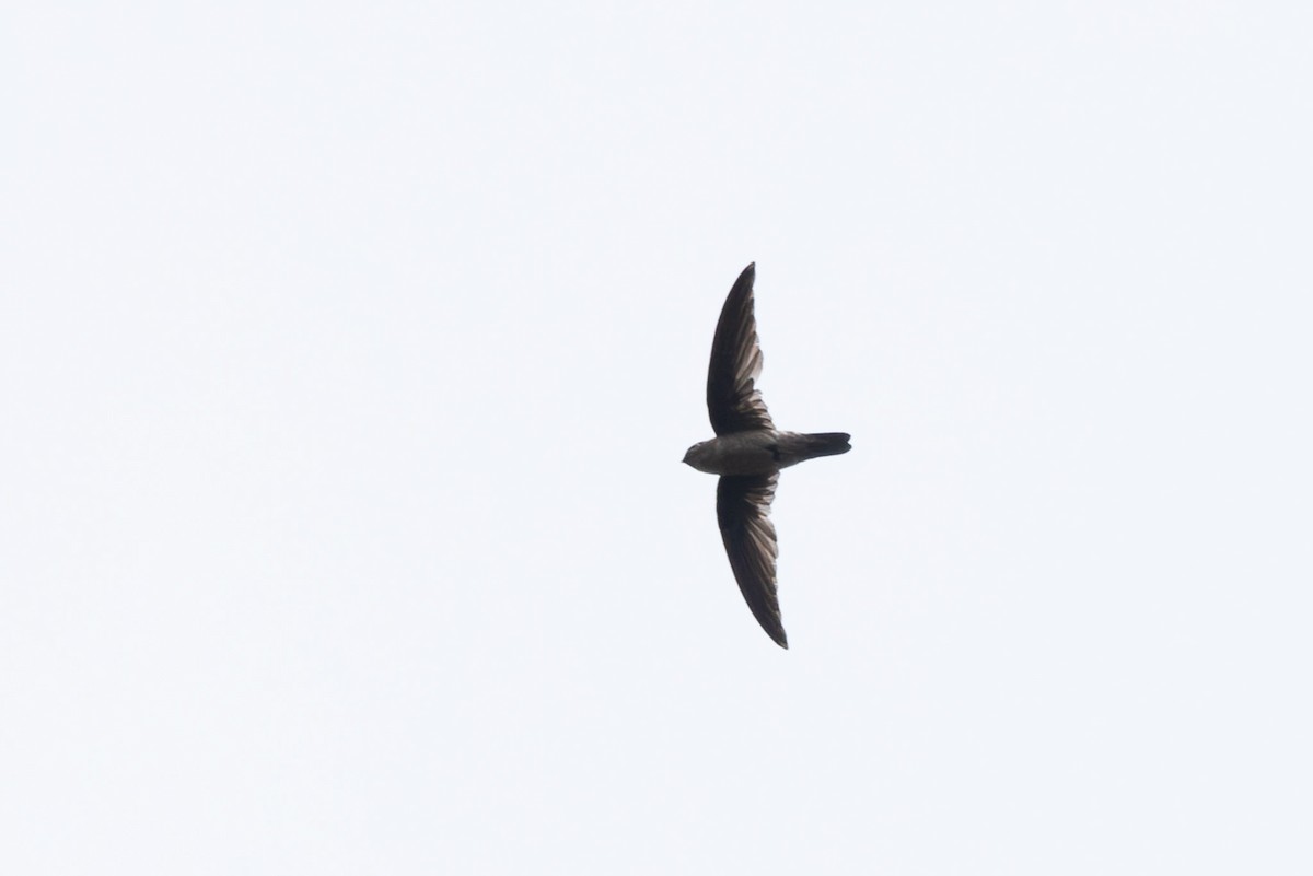 swiftlet sp. - ML620599369