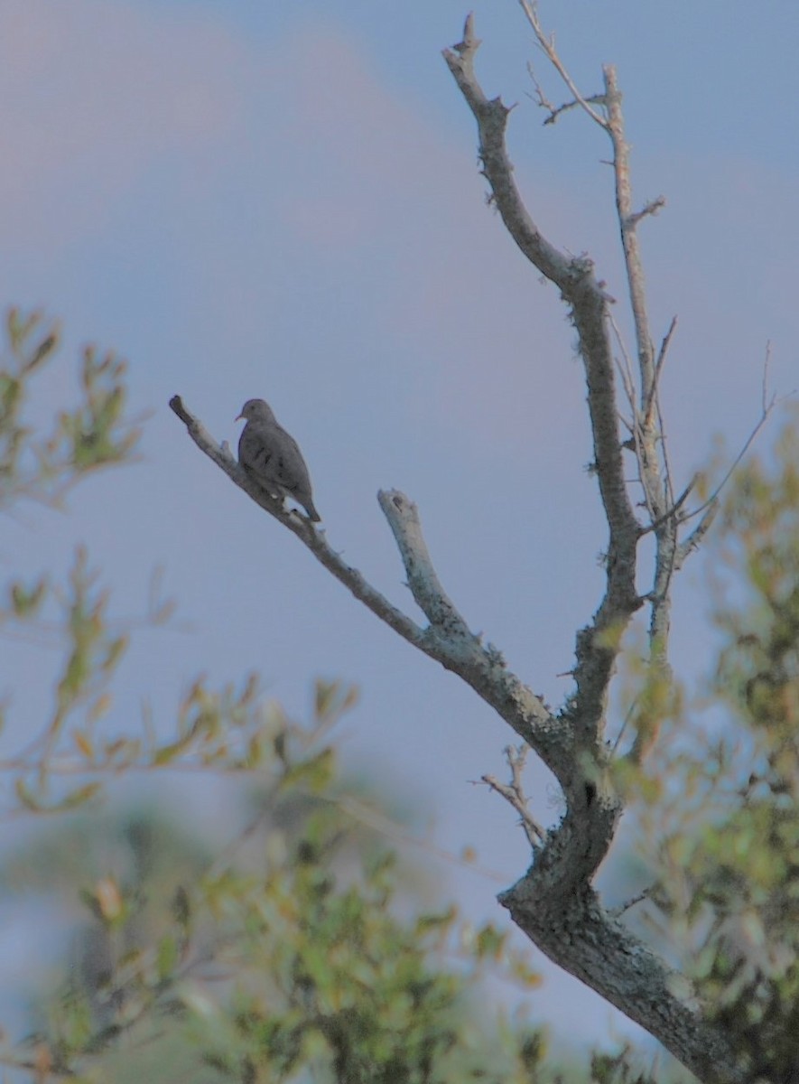 Common Ground Dove - ML620599371