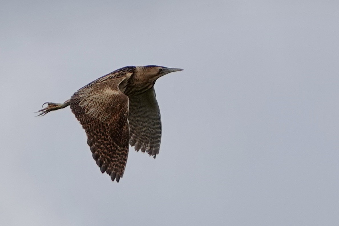 Great Bittern - ML620599377