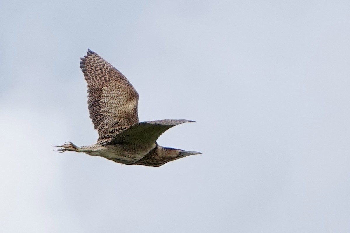 Great Bittern - ML620599381