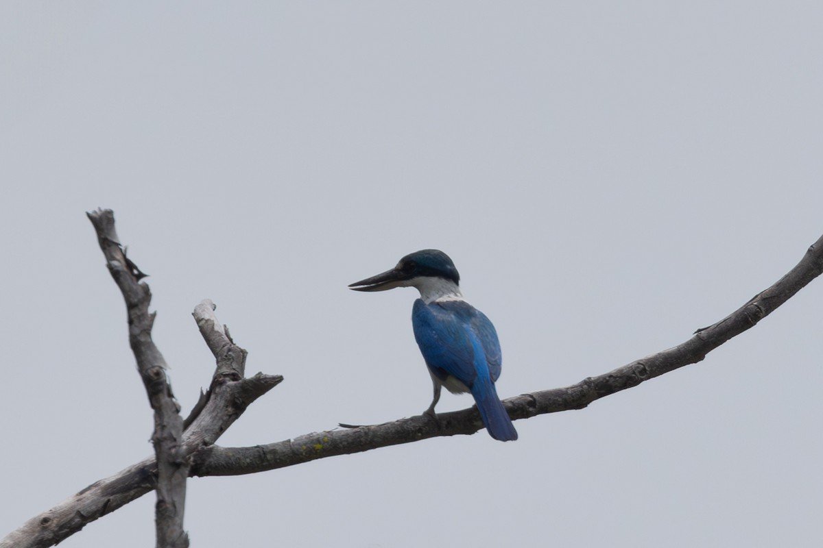 Collared Kingfisher - ML620599386