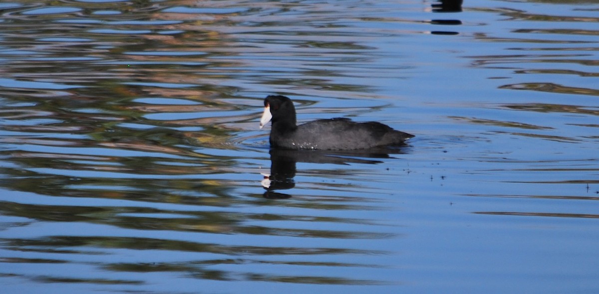 American Coot - Christian Doerig