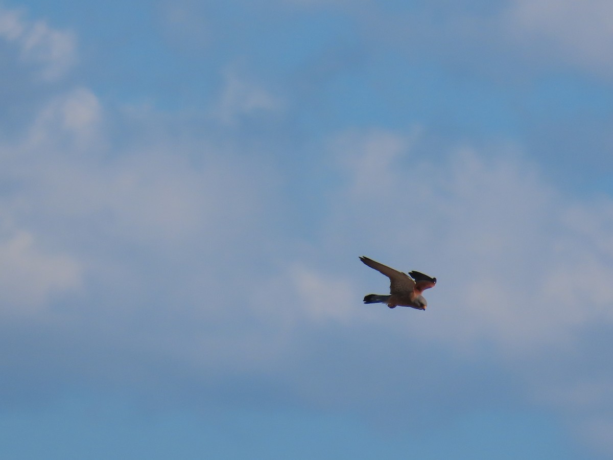 Lesser Kestrel - ML620599401