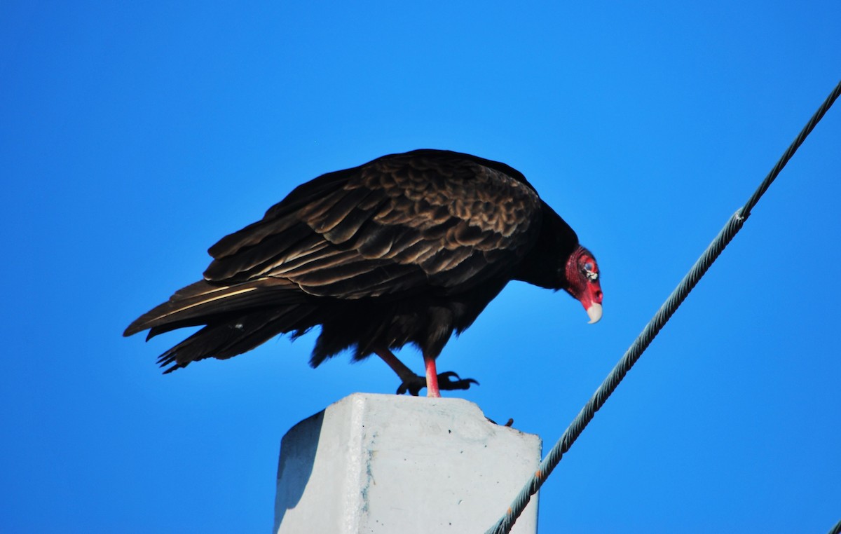 Turkey Vulture - ML620599404