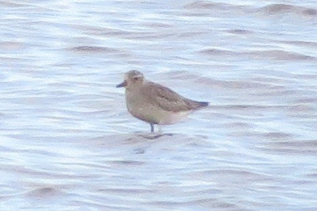 Black-bellied Plover - ML620599405