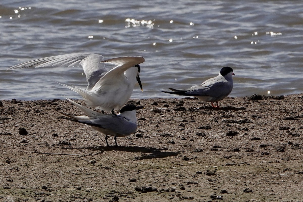 Sandwich Tern - ML620599409