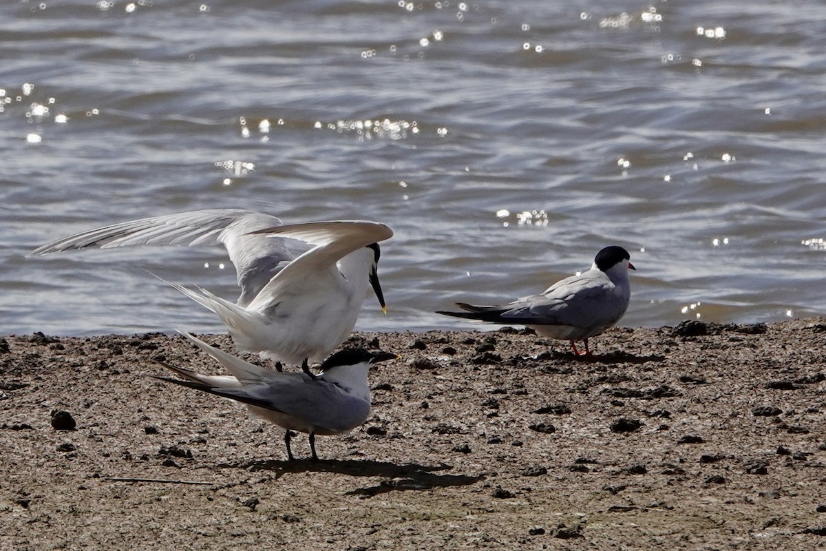 Sandwich Tern - ML620599410