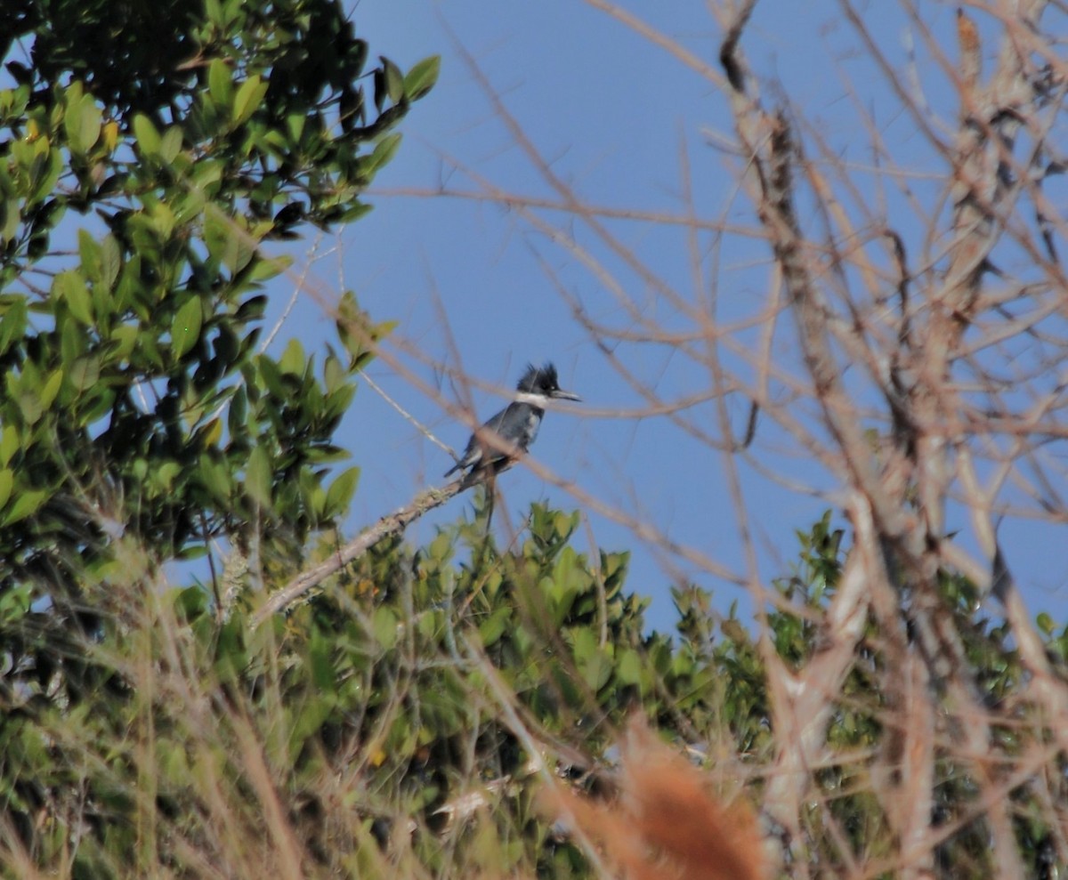 Belted Kingfisher - ML620599411