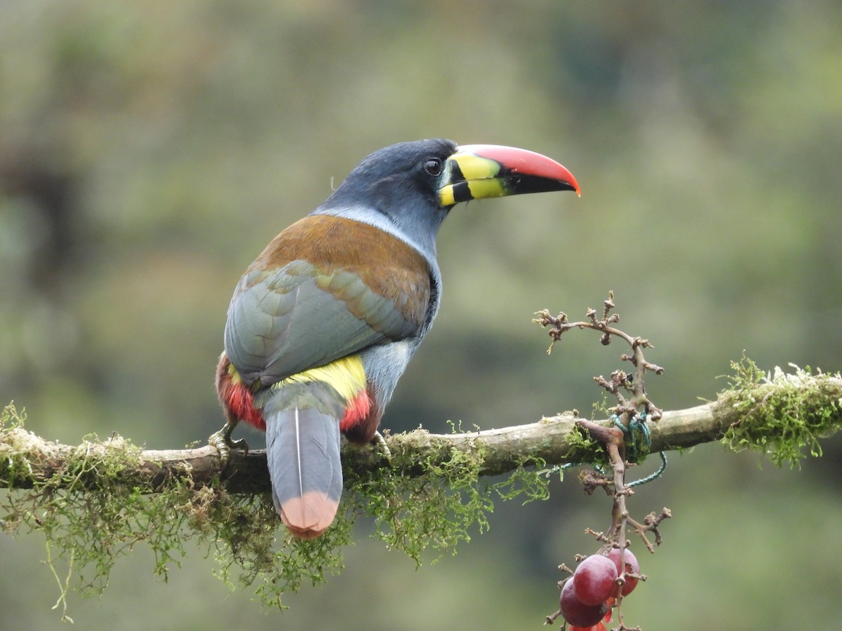 Gray-breasted Mountain-Toucan - ML620599417