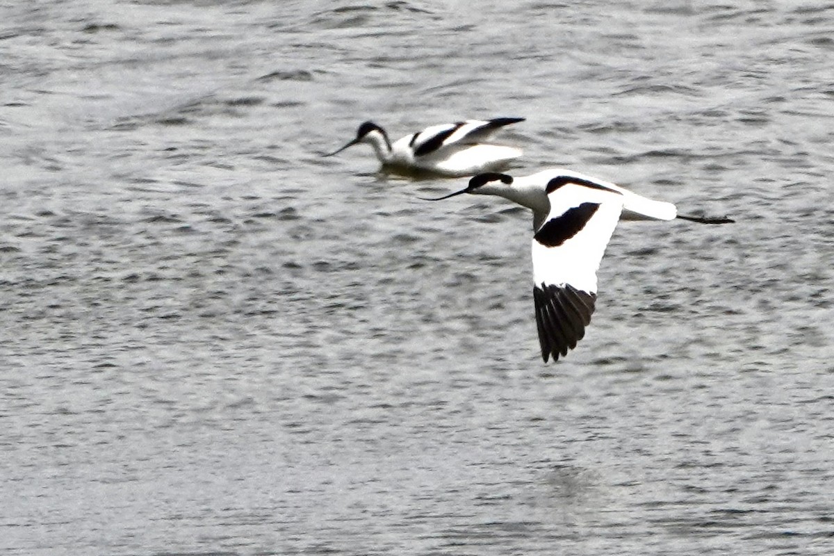 Pied Avocet - ML620599418