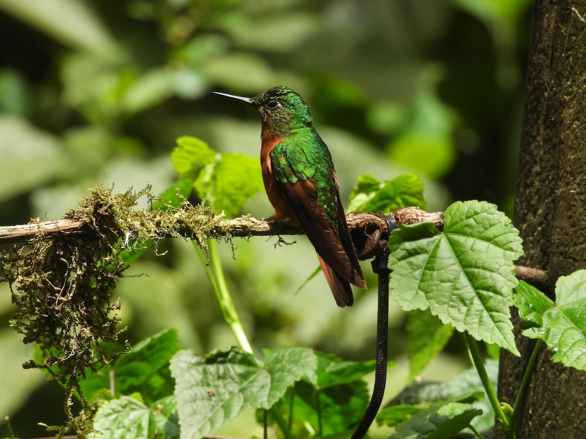 kolibřík peruánský - ML620599423