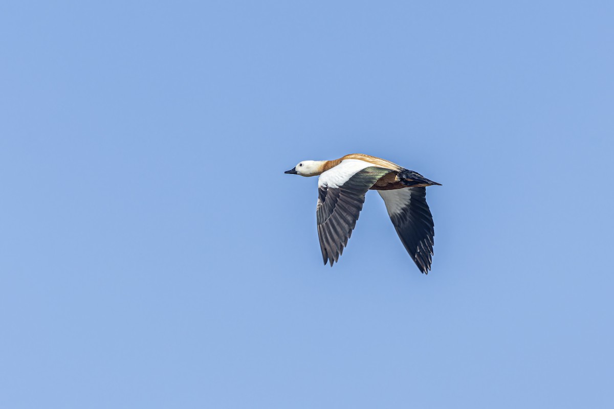 Ruddy Shelduck - ML620599424