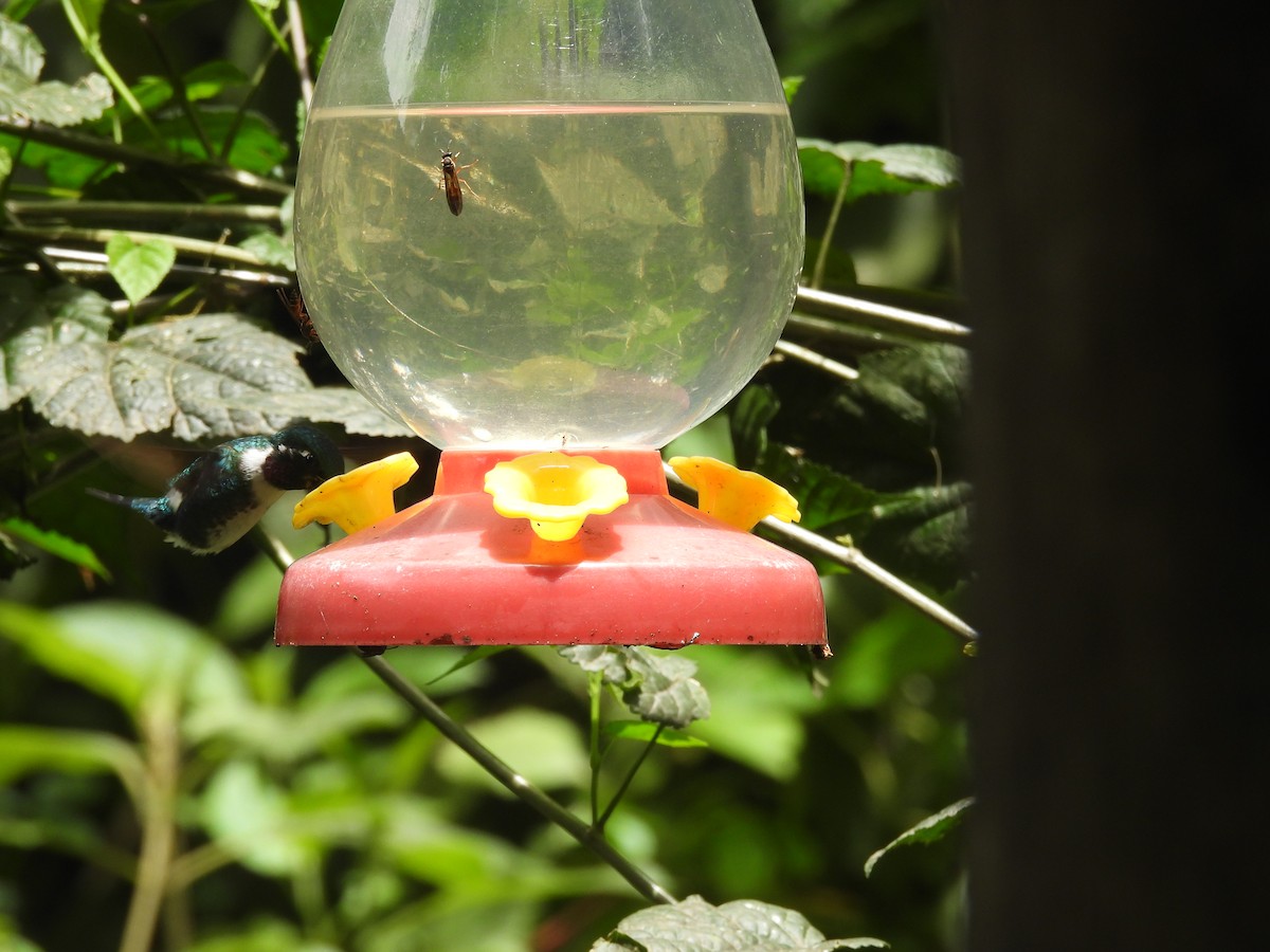 Colibrí de Mulsant - ML620599425