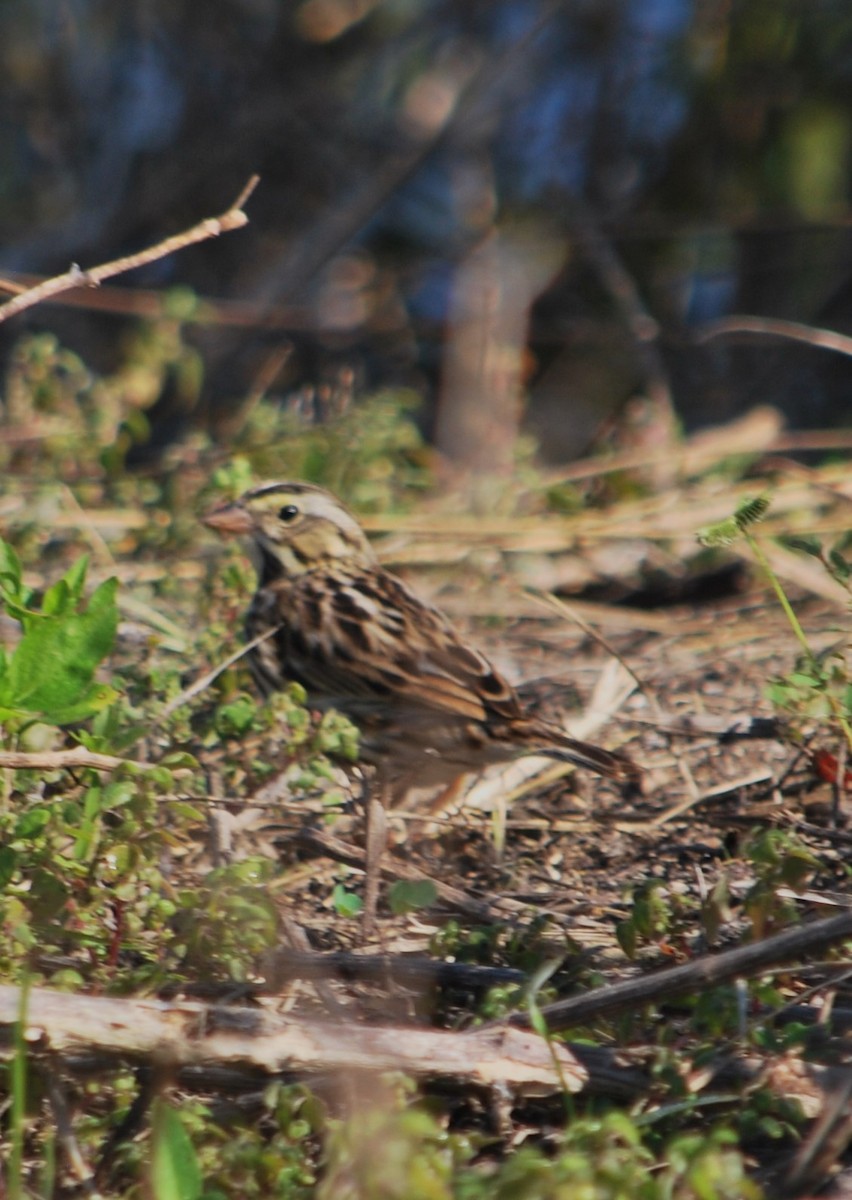 Savannah Sparrow - ML620599428