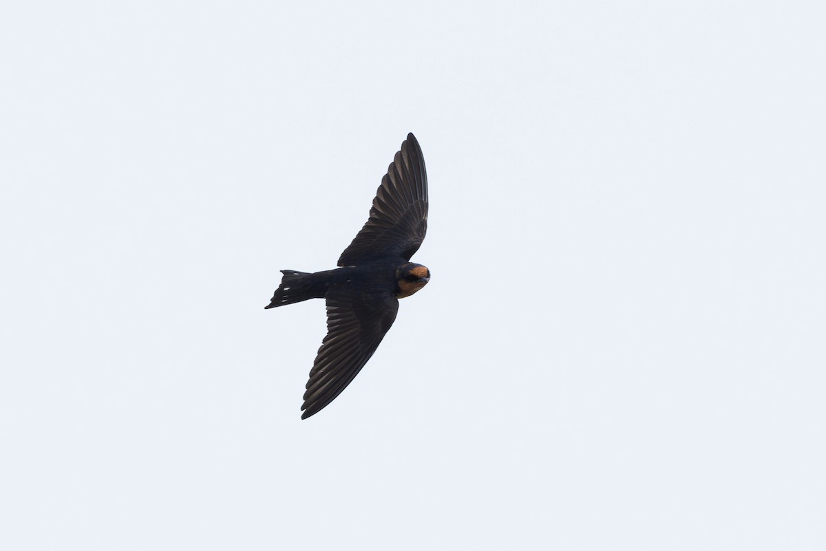 Eurasian Tree Sparrow - ML620599429