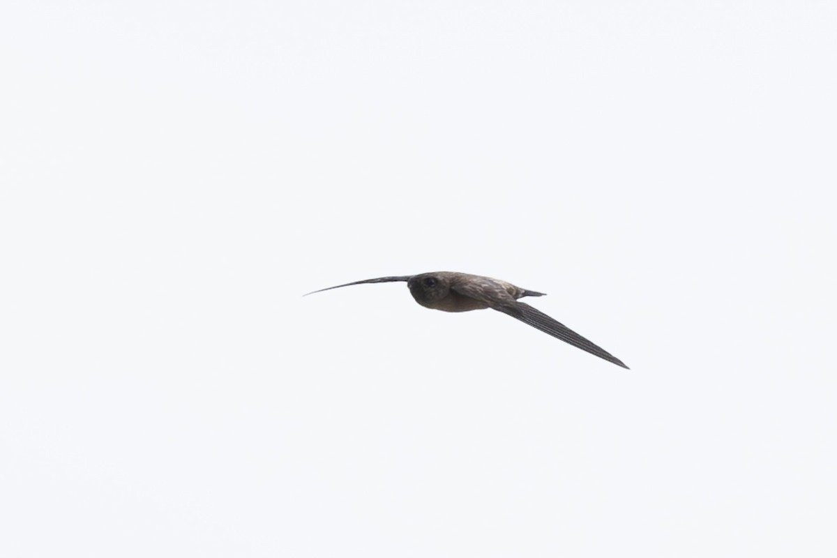 swiftlet sp. - ML620599432