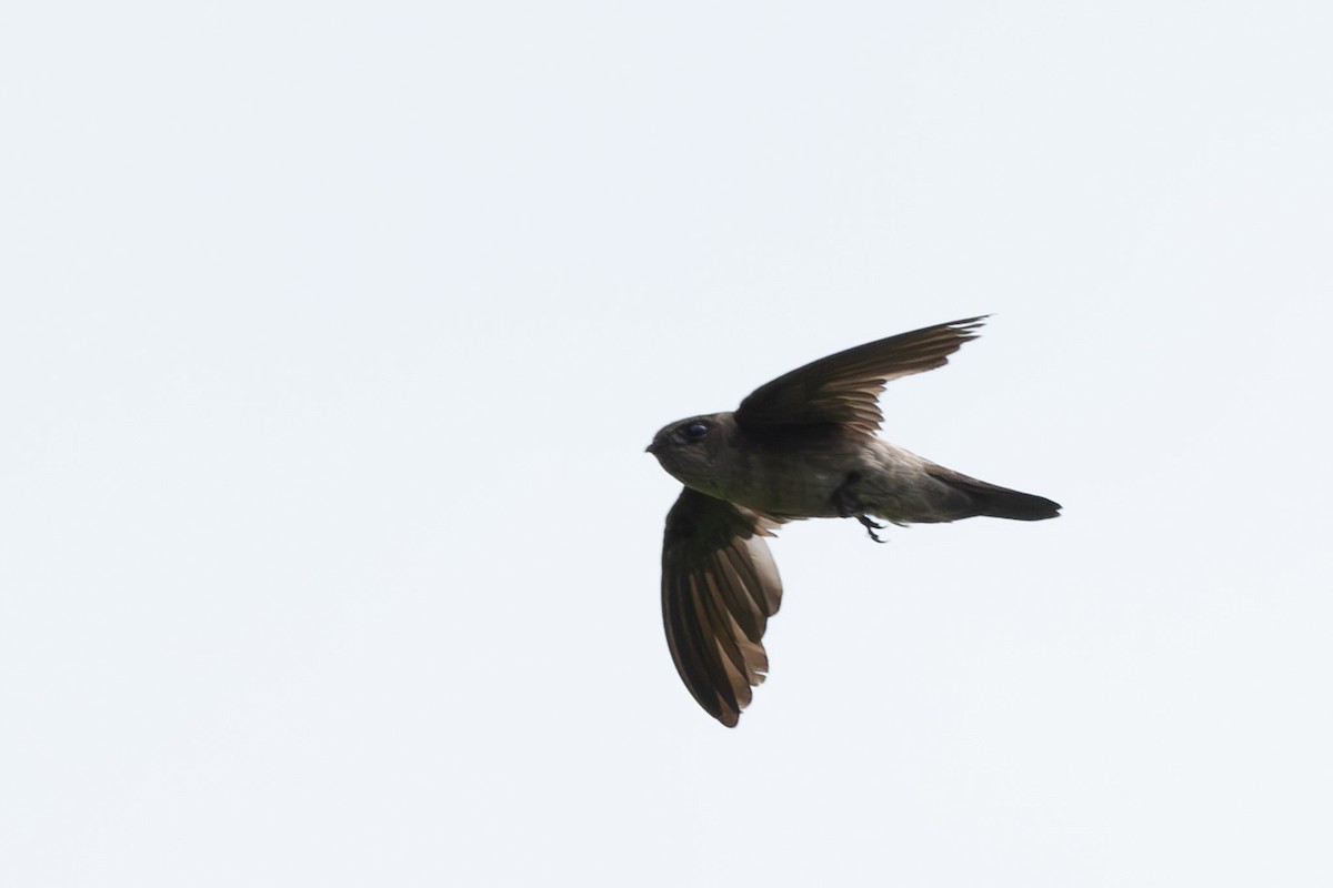 swiftlet sp. - Jodi Webber