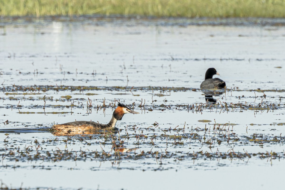 Eurasian Coot - ML620599437