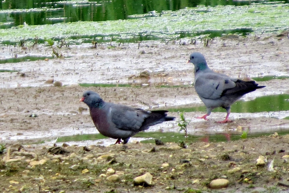 Pigeon colombin - ML620599439