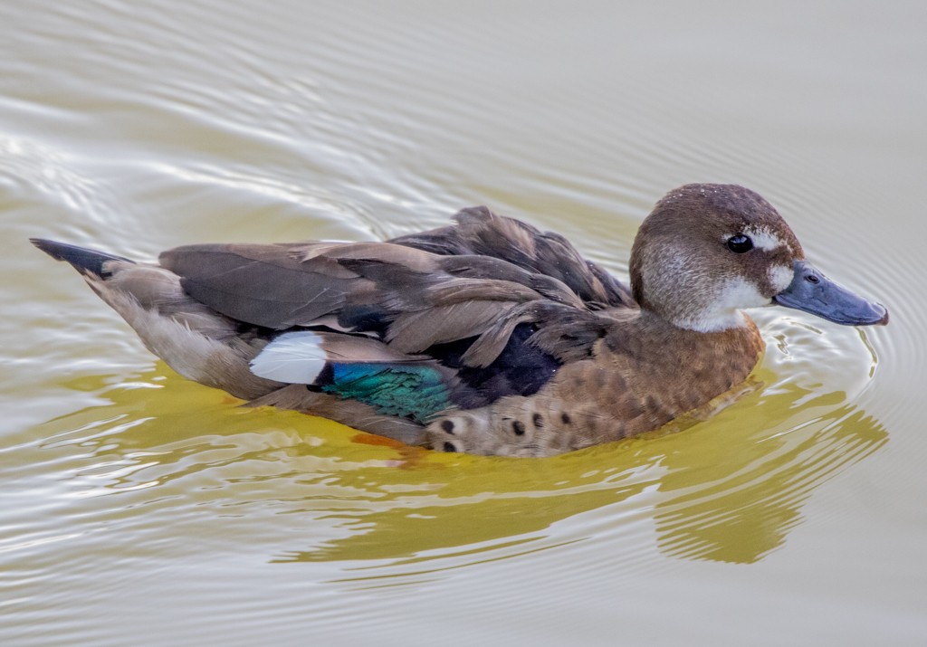 Pato Brasileño - ML620599441