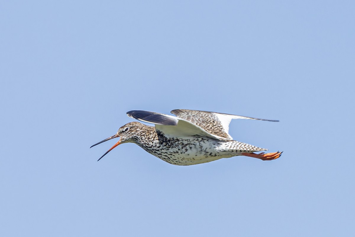 Common Redshank - ML620599444